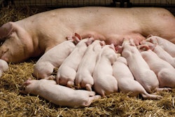 Piglets Suckling