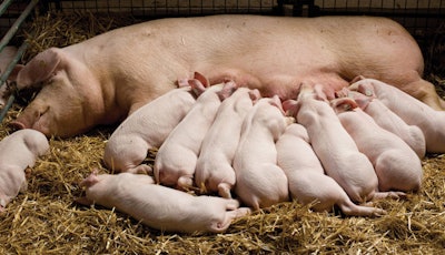 Piglets Suckling