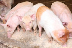 piglets-eating-feed