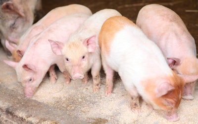 piglets-eating-feed