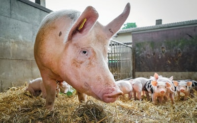 Sow diet decisions should relate to the different requirements during gestation, parturition and lactation. (Countrypixel | AdobeStock.com)