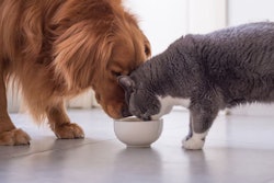 Dog and cat owners have varying reasons for changing their pets’ food, from quality to preference. | (Chendongshan | Shutterstock.com)
