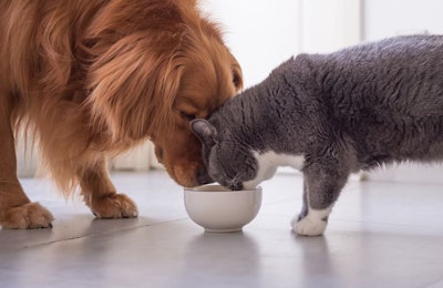 Dog and cat owners have varying reasons for changing their pets’ food, from quality to preference. | (Chendongshan | Shutterstock.com)