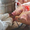 African-swine-fever-in-feed