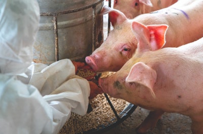 African-swine-fever-in-feed