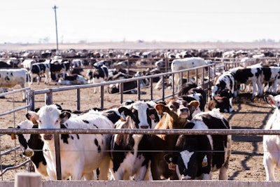 Beef Cattle Feedlot