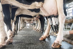 Row of cows being milked in farm
