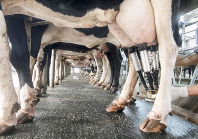 Row of cows being milked in farm