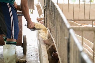 Farmers Are Pouring Bran To Pigs In An Organic Pig Farm. Rural L