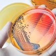 salmonella-in-animal-feed