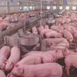 sow-breeding-stock-ASF