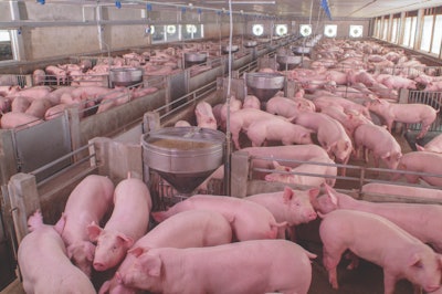 sow-breeding-stock-ASF