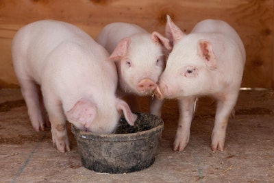 Three Little Pigs