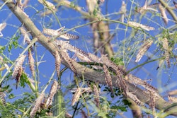 Swarm Of Locusts Devouring A Tree In Al Ain United Arab Emirates