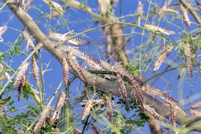Swarm Of Locusts Devouring A Tree In Al Ain United Arab Emirates