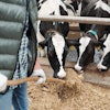 Small group of black-and-white dairy cows eating fresh hay from