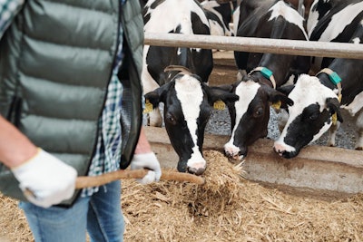 Small group of black-and-white dairy cows eating fresh hay from