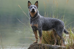 (WOLF AVNI I | Shutterstock.com)