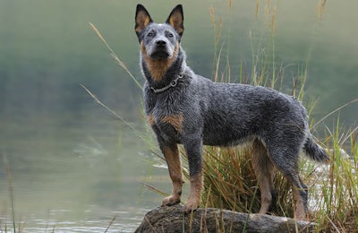 (WOLF AVNI I | Shutterstock.com)