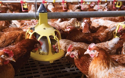 Ongoing research is looking at how to transition diet formulation and delivery from focusing on a group of animals to pinpointing what is needed by individual animals in that herd or flock. (zlikovec | AdobeStock.com)