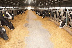 bw-cows-eating-in-barn
