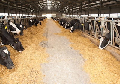 bw-cows-eating-in-barn