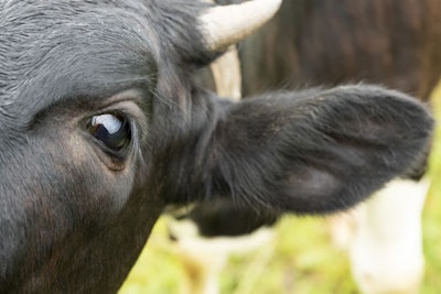 A Fragment Of A Black Cow’s Muzzle. Depicted: Horn, Eye And Ear.