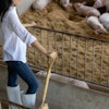 Young Farmer With Shovel Working In In Organic Farm Pig. Agricul