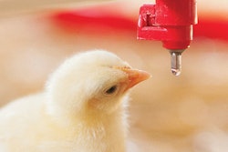 Baby chicken at the farm drinking water