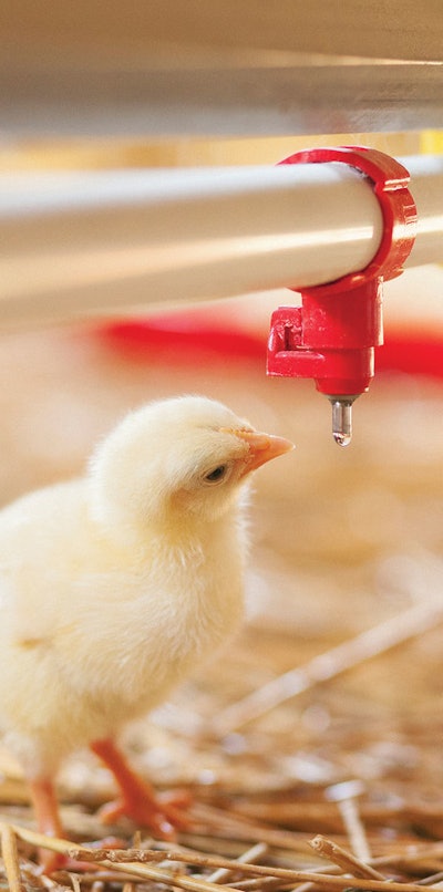 Baby chicken at the farm drinking water