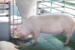 precision-pig-nutrition