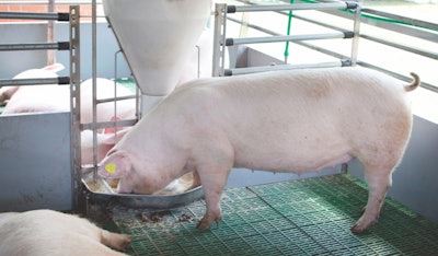 precision-pig-nutrition