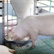 Domestic pig eating from self feeder