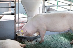 Domestic pig eating from self feeder