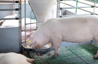 Domestic pig eating from self feeder