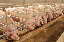 swine-feed-formulation-young-pig-diets