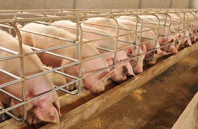 swine-feed-formulation-young-pig-diets
