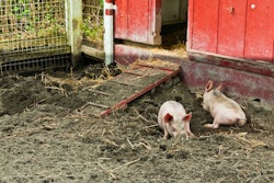 two-pigs-laying-in-mud