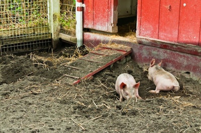 two-pigs-laying-in-mud