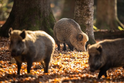 Wild Boar Or Sus Scrofa, Also Known As The Wild Swine, Eurasian