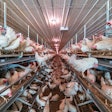 Use of a 'drop ceiling' hides the trusses and prevents obstruction of airflow while eliminating the space for a biosecurity break. (Courtesy Agricon)
