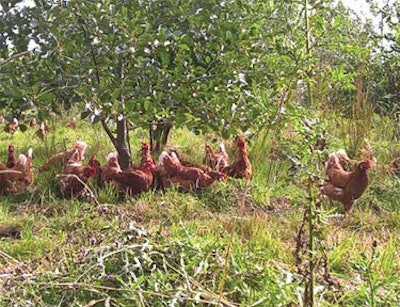 Feather pecking is a redirected foraging behavior and can be caused by an unbalanced diet. (Zoe Kay)