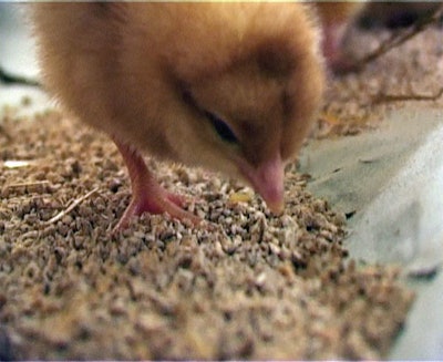 The sharp tip of a day-old chick’s beak is removed to prevent injury to its flock mates. (Zoe Kay)