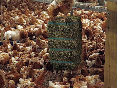 Free choice fiber sources provide an enrichment to peck at as well as supplementary fiber. (Zoe Kay)