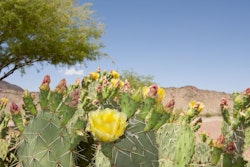 Arizona Desert in Spring