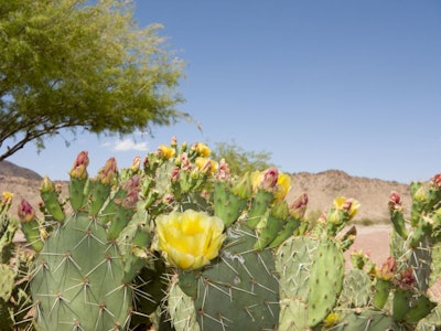 Arizona Desert in Spring