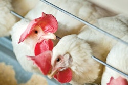 white-layers-in-the-aviary