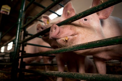 Pig eating