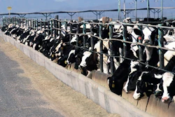 Cattle feedlot 868032 1280