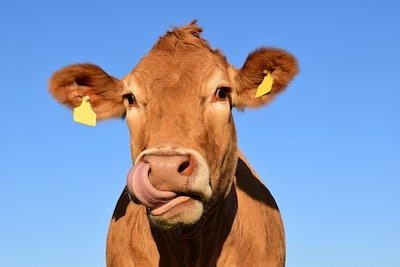 Cow 1715829 340